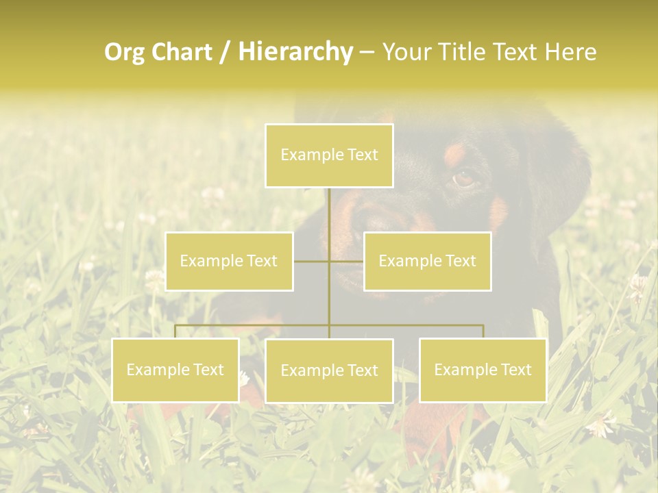 Portrait Of A Young Puppy Purebred Rottweiler In A Garden PowerPoint Template