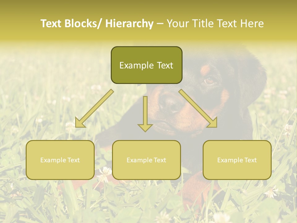 Portrait Of A Young Puppy Purebred Rottweiler In A Garden PowerPoint Template
