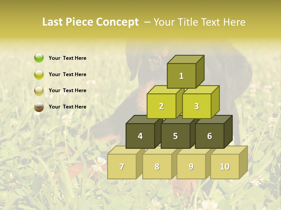 Portrait Of A Young Puppy Purebred Rottweiler In A Garden PowerPoint Template