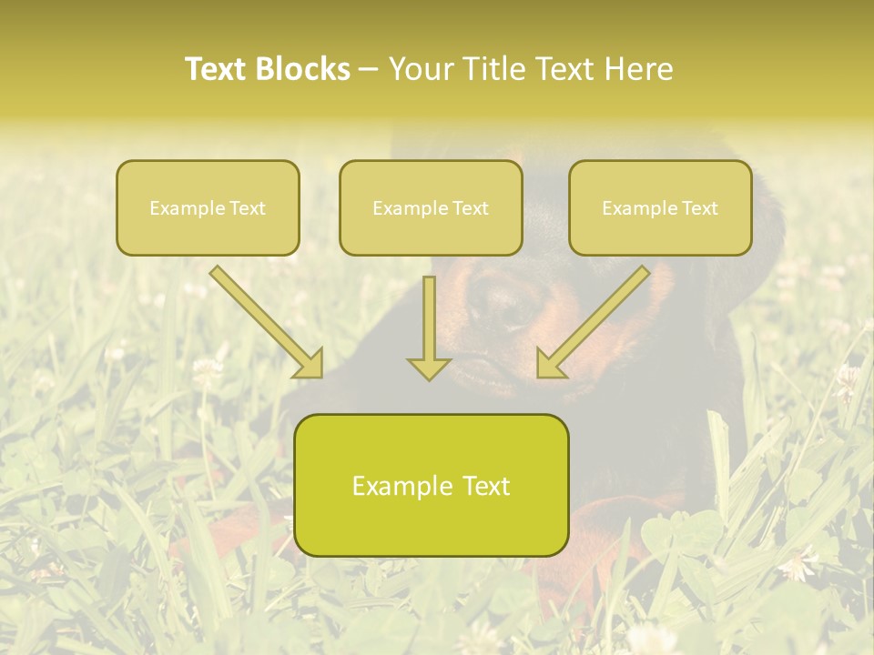 Portrait Of A Young Puppy Purebred Rottweiler In A Garden PowerPoint Template