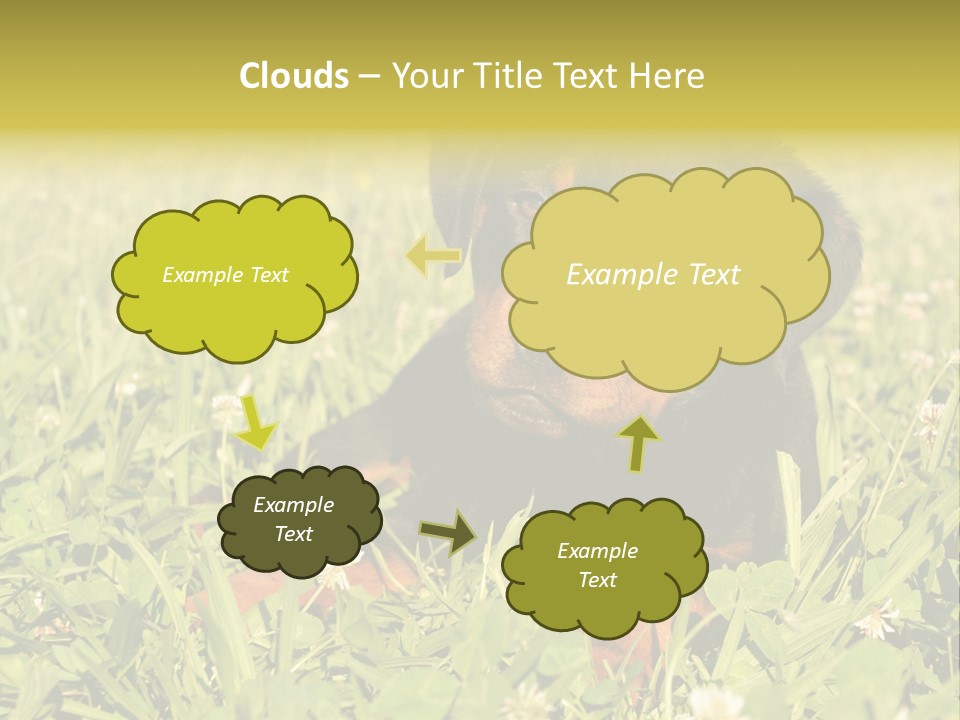 Portrait Of A Young Puppy Purebred Rottweiler In A Garden PowerPoint Template