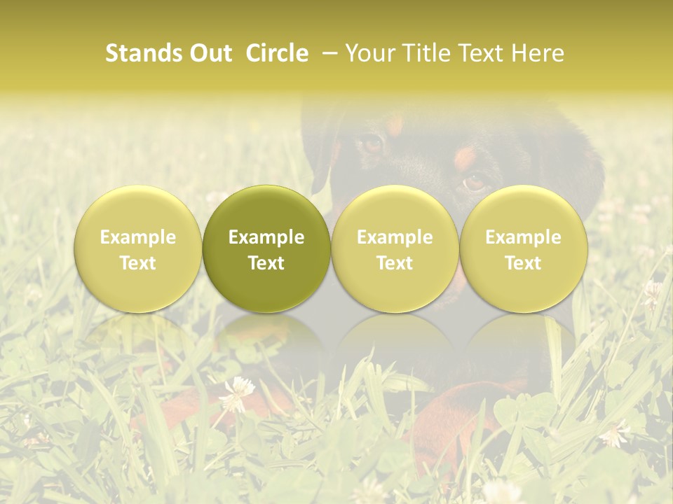 Portrait Of A Young Puppy Purebred Rottweiler In A Garden PowerPoint Template