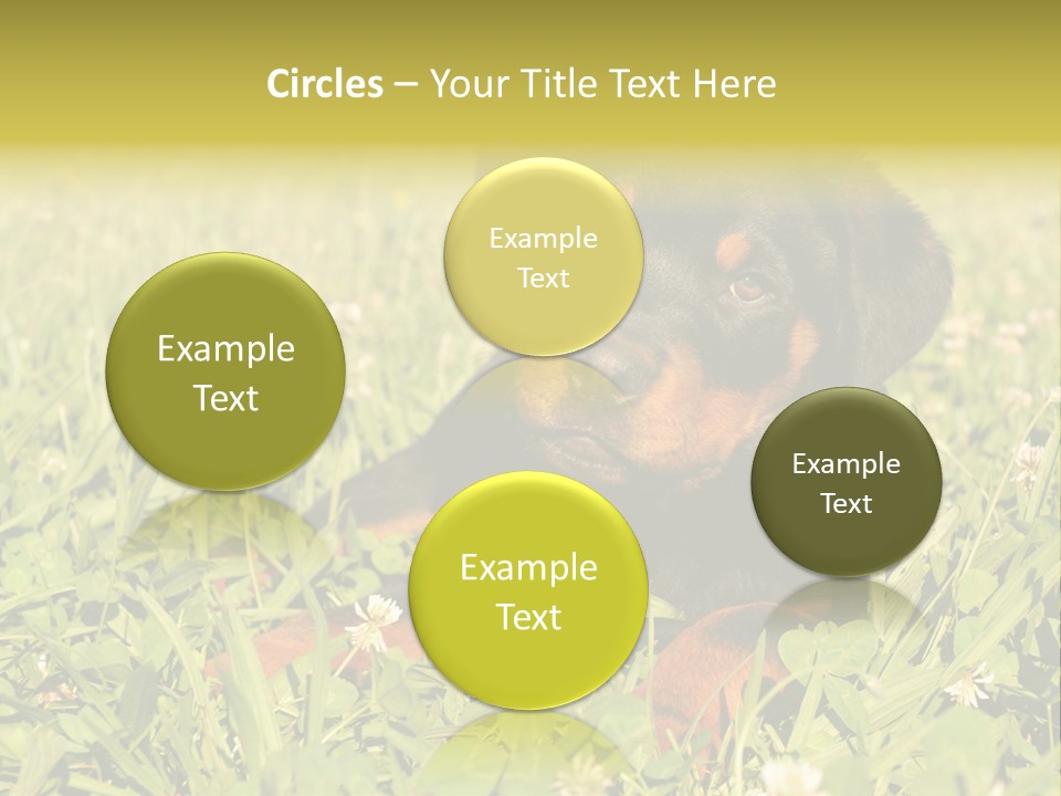 Portrait Of A Young Puppy Purebred Rottweiler In A Garden PowerPoint Template