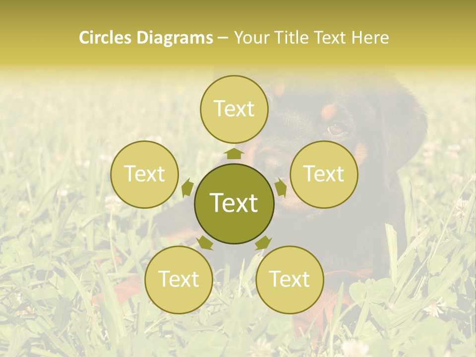 Portrait Of A Young Puppy Purebred Rottweiler In A Garden PowerPoint Template