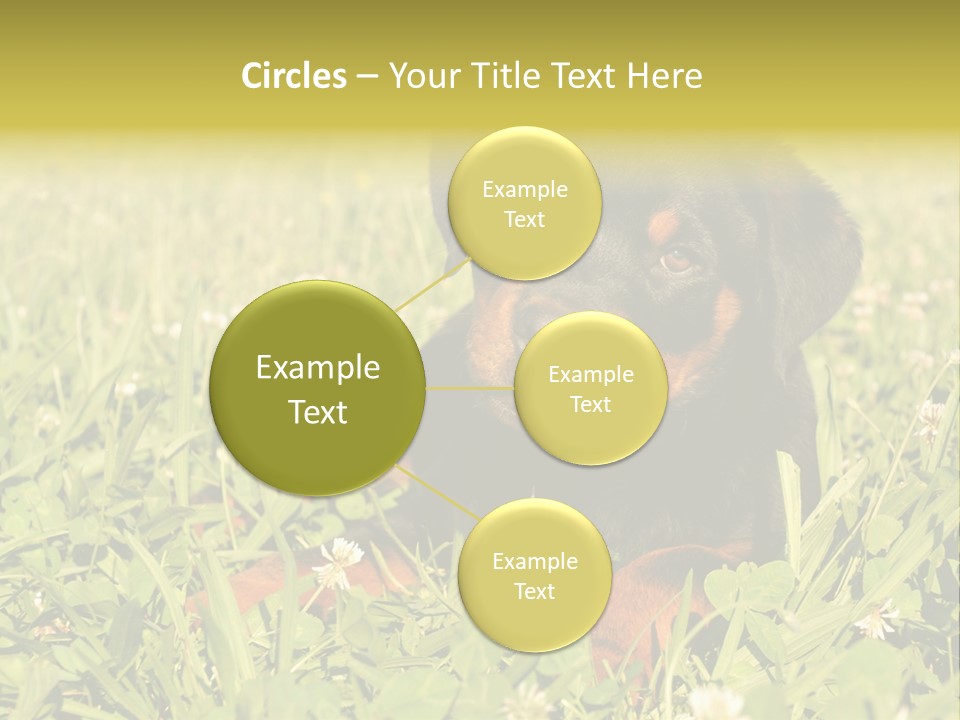 Portrait Of A Young Puppy Purebred Rottweiler In A Garden PowerPoint Template