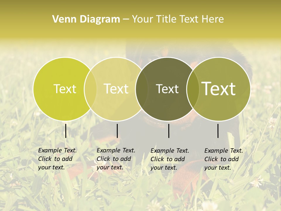 Portrait Of A Young Puppy Purebred Rottweiler In A Garden PowerPoint Template