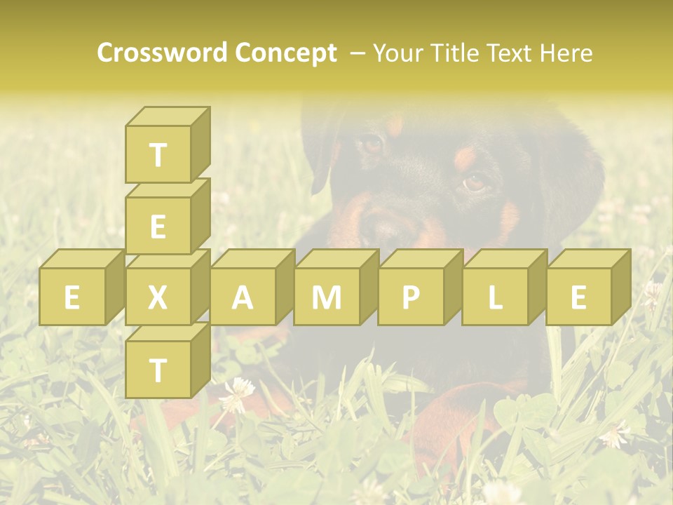 Portrait Of A Young Puppy Purebred Rottweiler In A Garden PowerPoint Template