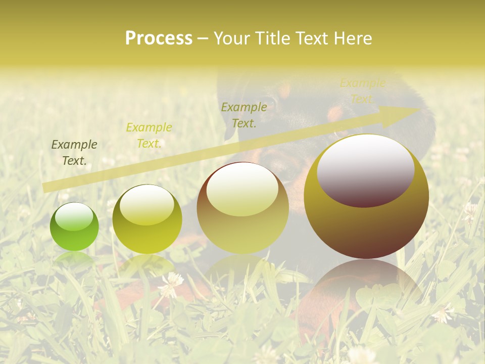 Portrait Of A Young Puppy Purebred Rottweiler In A Garden PowerPoint Template