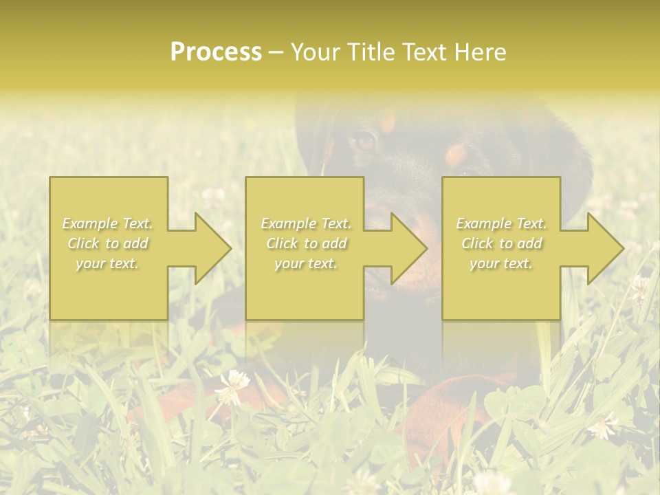 Portrait Of A Young Puppy Purebred Rottweiler In A Garden PowerPoint Template