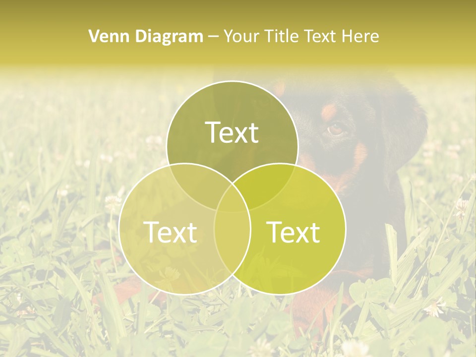 Portrait Of A Young Puppy Purebred Rottweiler In A Garden PowerPoint Template