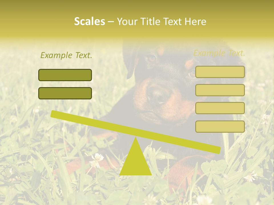 Portrait Of A Young Puppy Purebred Rottweiler In A Garden PowerPoint Template