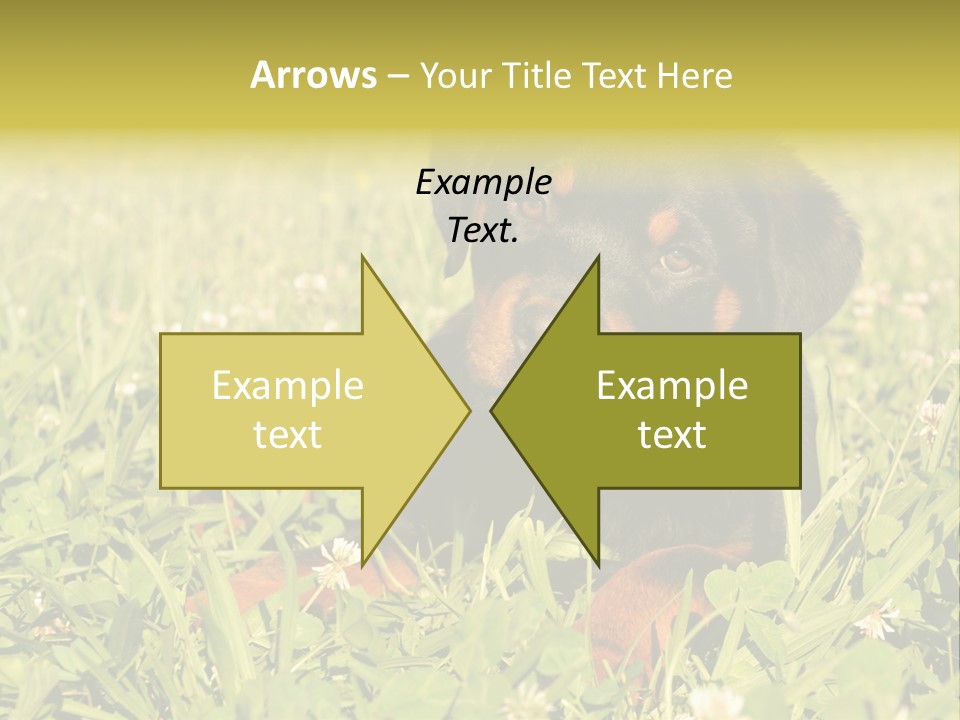 Portrait Of A Young Puppy Purebred Rottweiler In A Garden PowerPoint Template