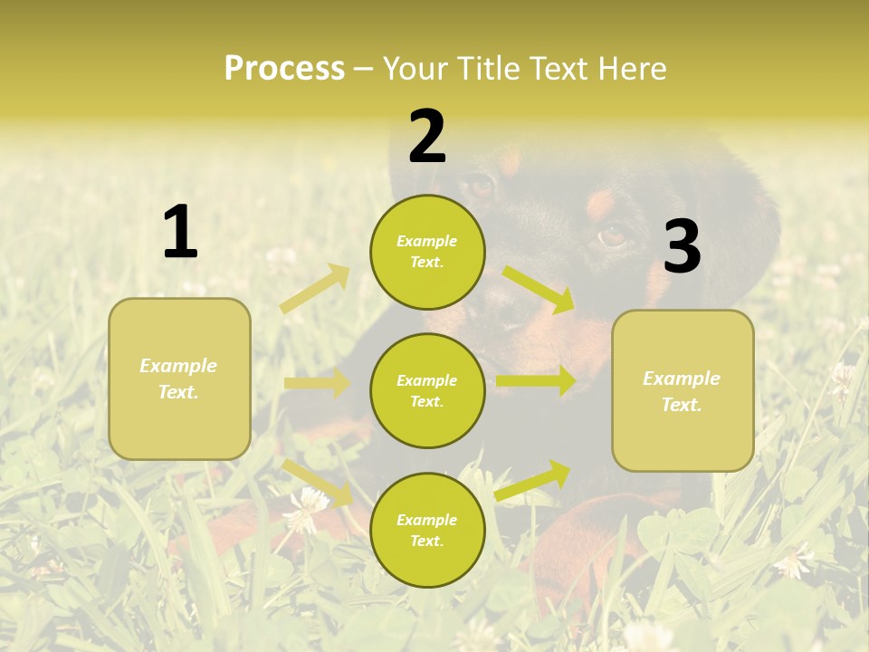 Portrait Of A Young Puppy Purebred Rottweiler In A Garden PowerPoint Template