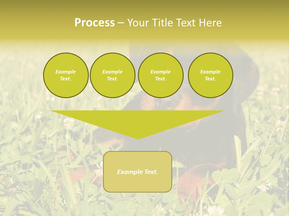 Portrait Of A Young Puppy Purebred Rottweiler In A Garden PowerPoint Template