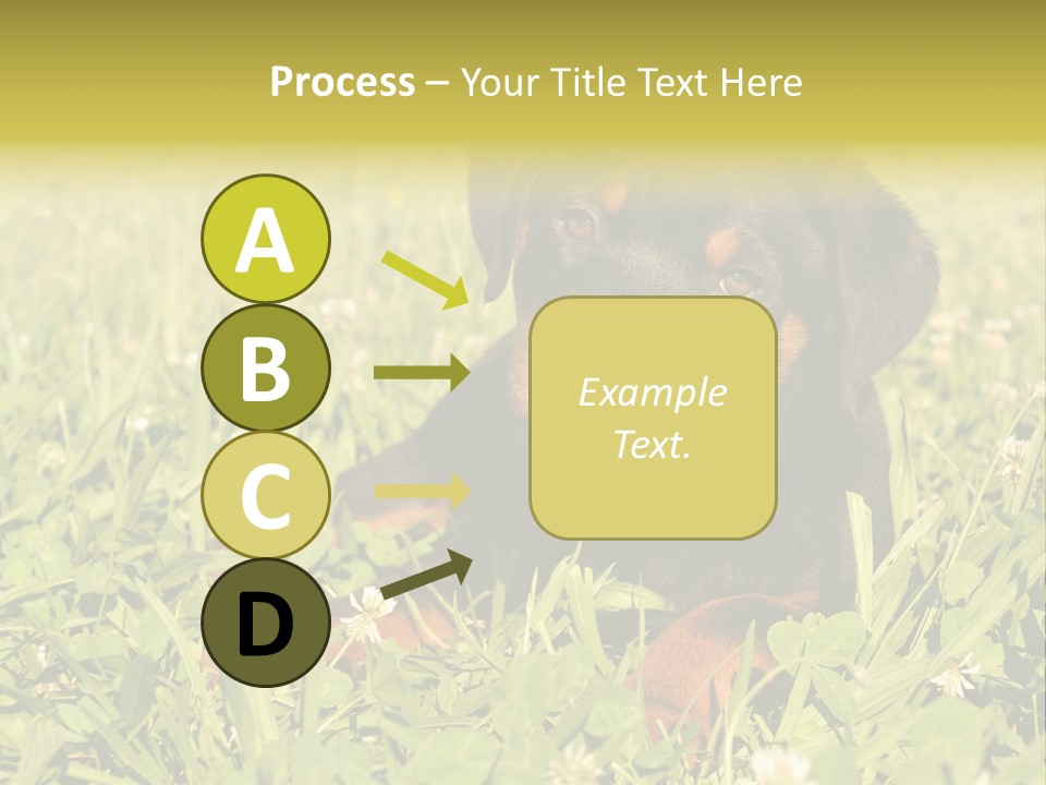 Portrait Of A Young Puppy Purebred Rottweiler In A Garden PowerPoint Template