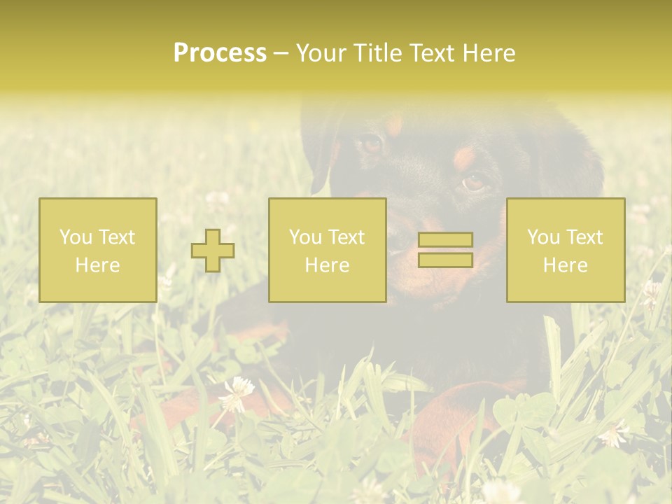 Portrait Of A Young Puppy Purebred Rottweiler In A Garden PowerPoint Template