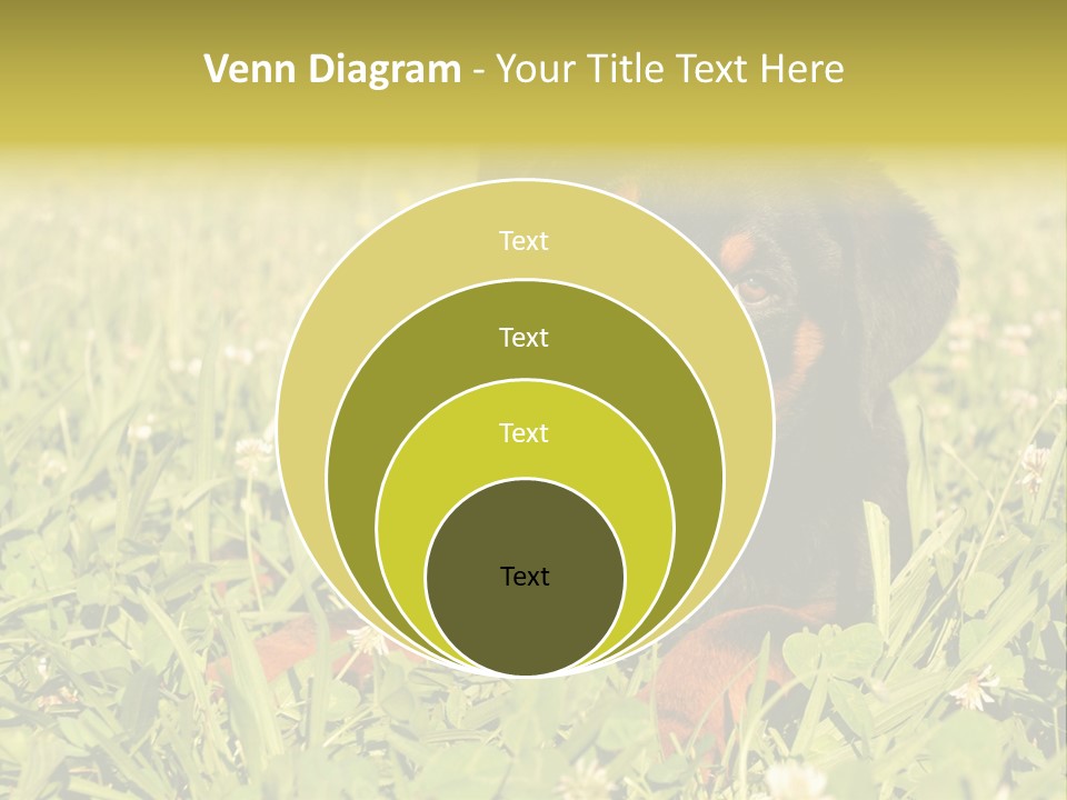 Portrait Of A Young Puppy Purebred Rottweiler In A Garden PowerPoint Template