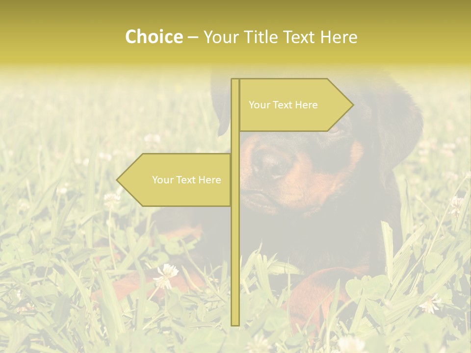 Portrait Of A Young Puppy Purebred Rottweiler In A Garden PowerPoint Template