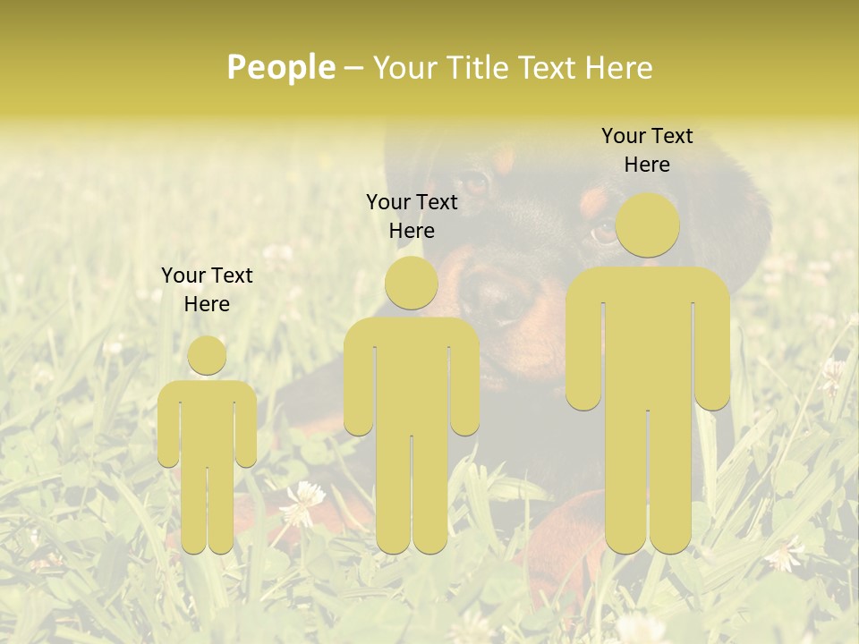 Portrait Of A Young Puppy Purebred Rottweiler In A Garden PowerPoint Template