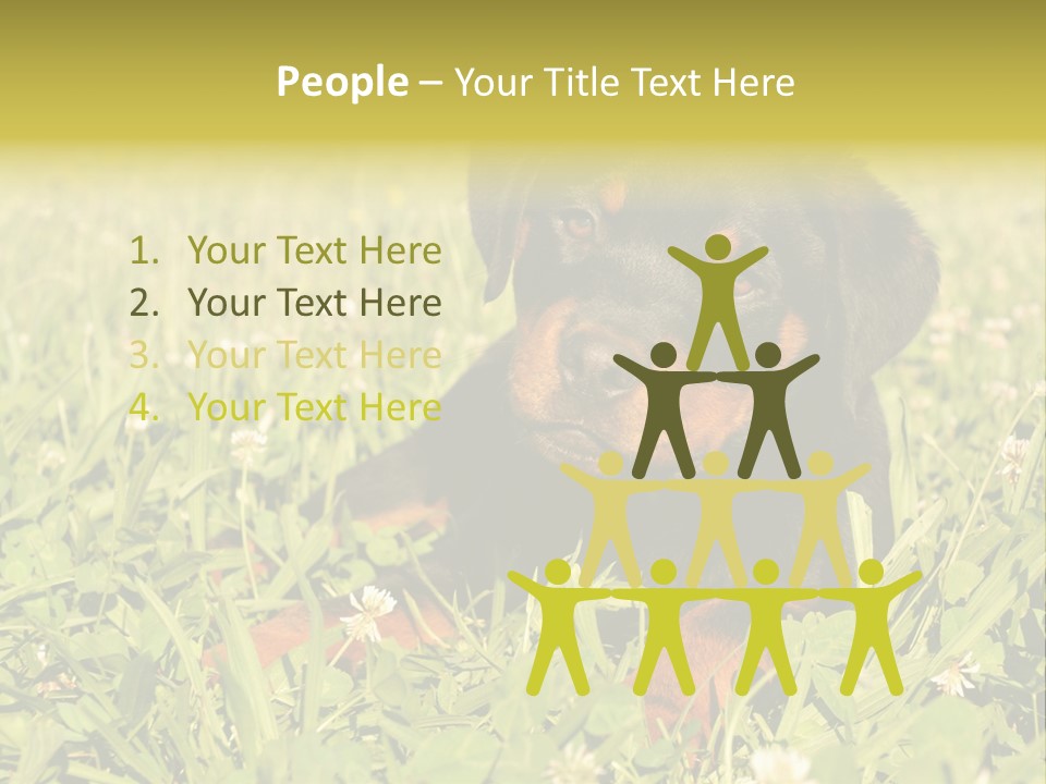 Portrait Of A Young Puppy Purebred Rottweiler In A Garden PowerPoint Template