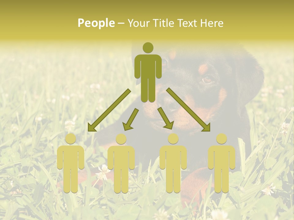 Portrait Of A Young Puppy Purebred Rottweiler In A Garden PowerPoint Template