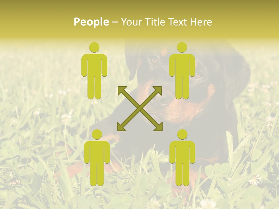 Portrait Of A Young Puppy Purebred Rottweiler In A Garden PowerPoint Template