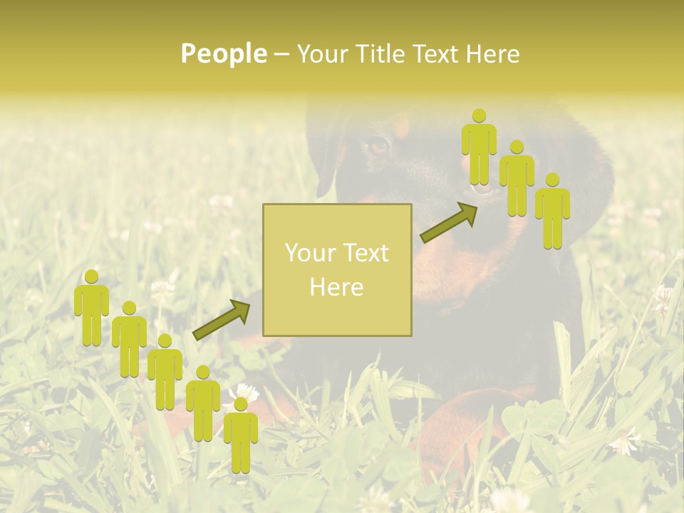 Portrait Of A Young Puppy Purebred Rottweiler In A Garden PowerPoint Template