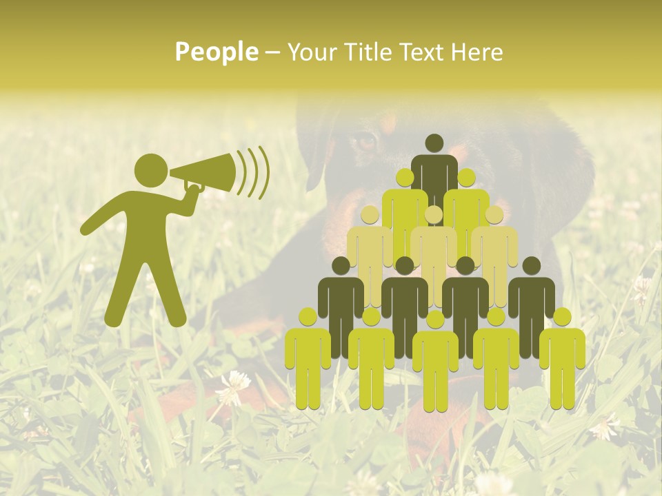 Portrait Of A Young Puppy Purebred Rottweiler In A Garden PowerPoint Template