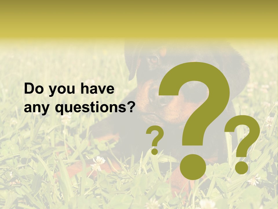 Portrait Of A Young Puppy Purebred Rottweiler In A Garden PowerPoint Template