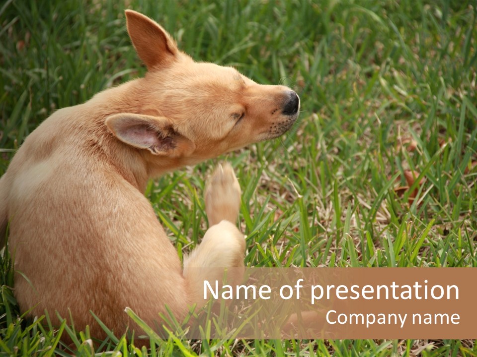 Puppy Scratching PowerPoint Template