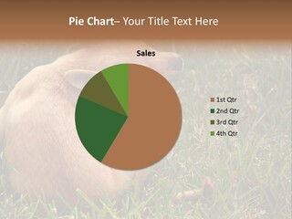 Puppy Scratching PowerPoint Template