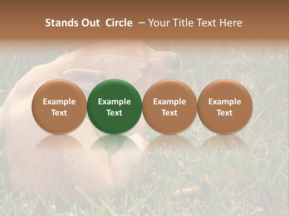 Puppy Scratching PowerPoint Template