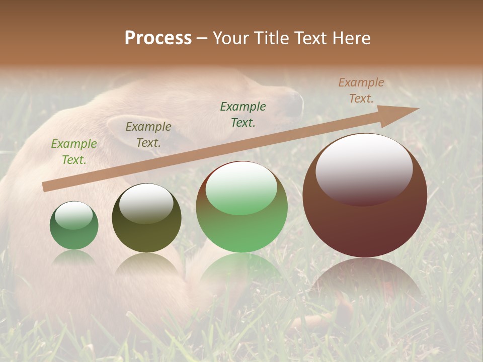 Puppy Scratching PowerPoint Template