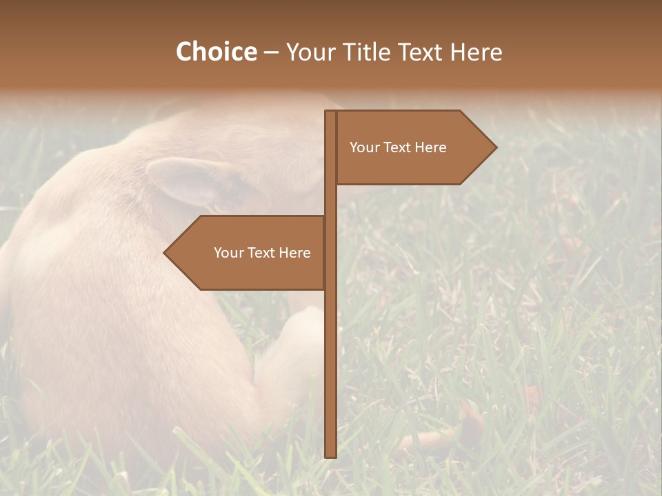 Puppy Scratching PowerPoint Template
