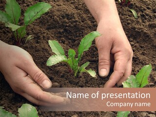 Woman Hands Earthing Beetroot Sprouts Closeup PowerPoint Template