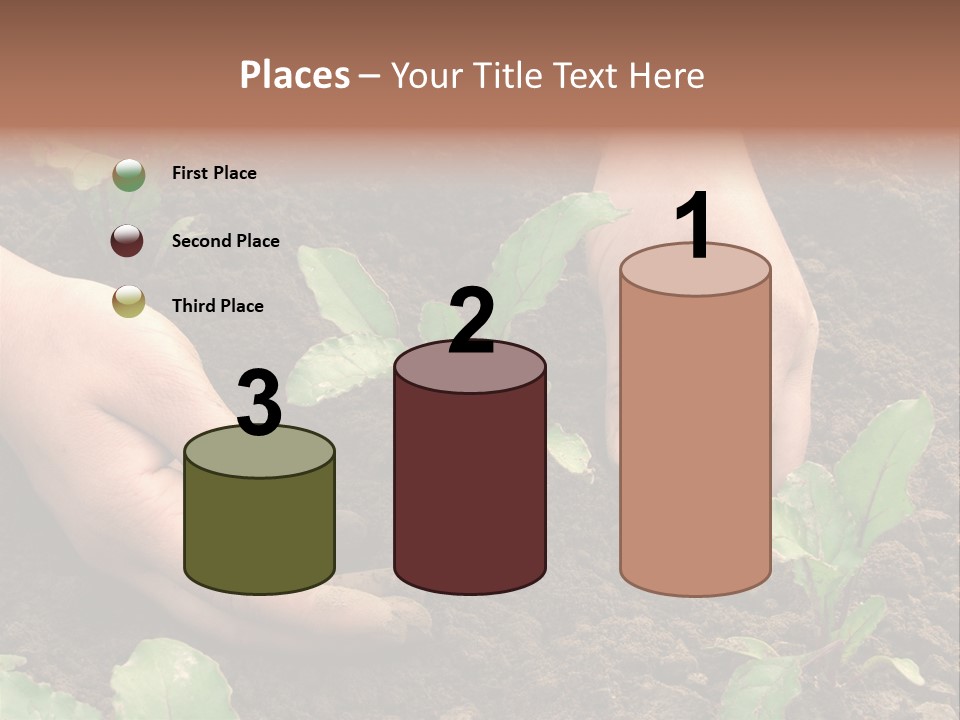 Woman Hands Earthing Beetroot Sprouts Closeup PowerPoint Template