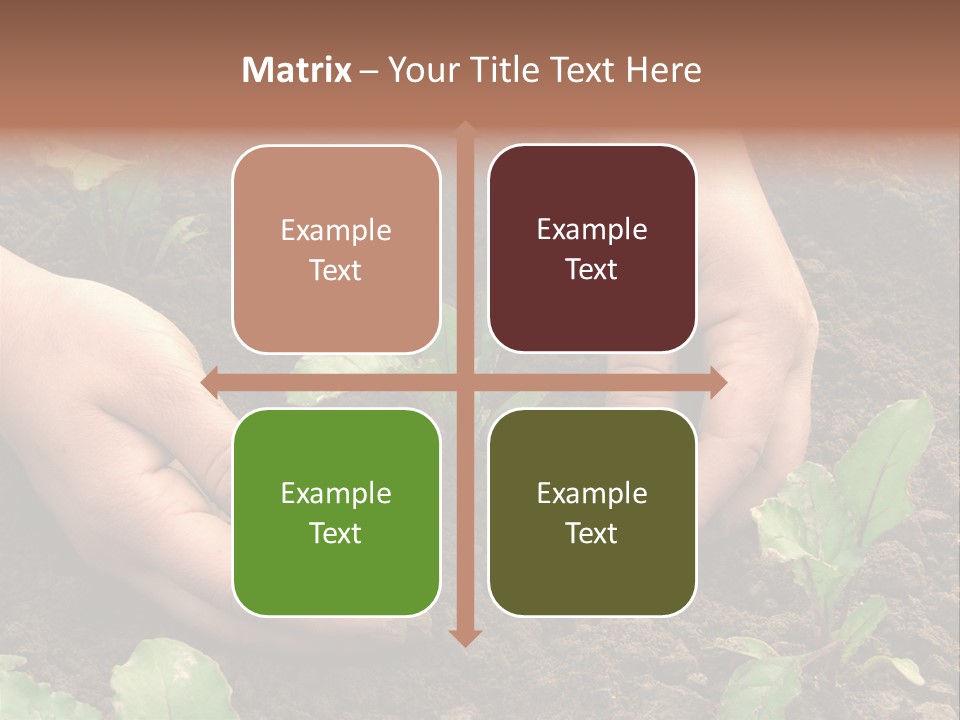 Woman Hands Earthing Beetroot Sprouts Closeup PowerPoint Template