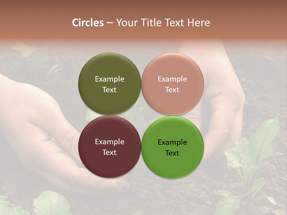 Woman Hands Earthing Beetroot Sprouts Closeup PowerPoint Template