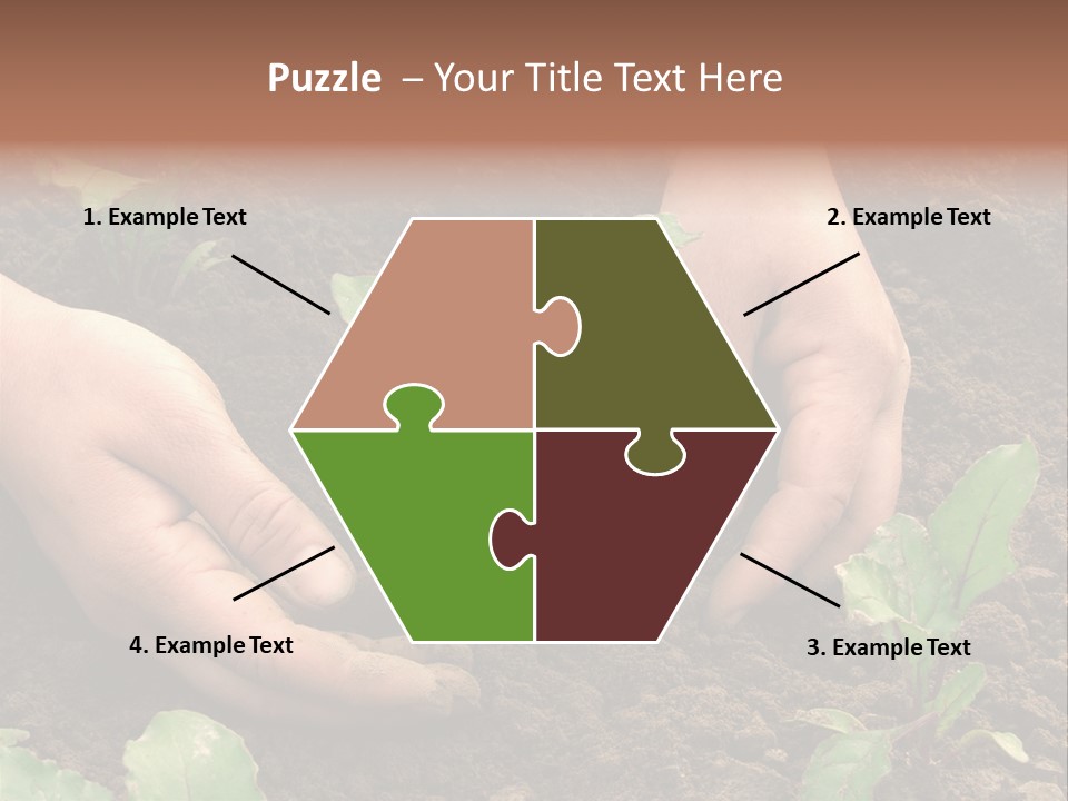 Woman Hands Earthing Beetroot Sprouts Closeup PowerPoint Template