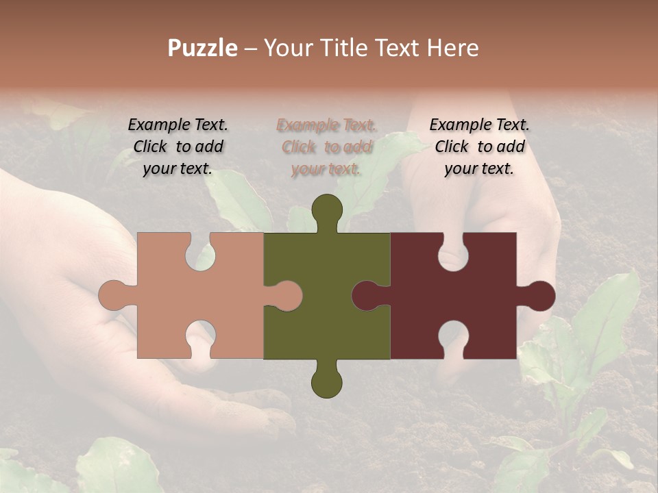 Woman Hands Earthing Beetroot Sprouts Closeup PowerPoint Template