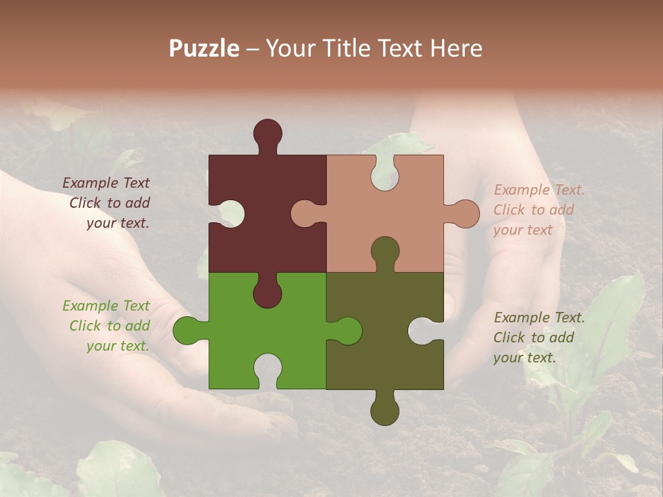 Woman Hands Earthing Beetroot Sprouts Closeup PowerPoint Template