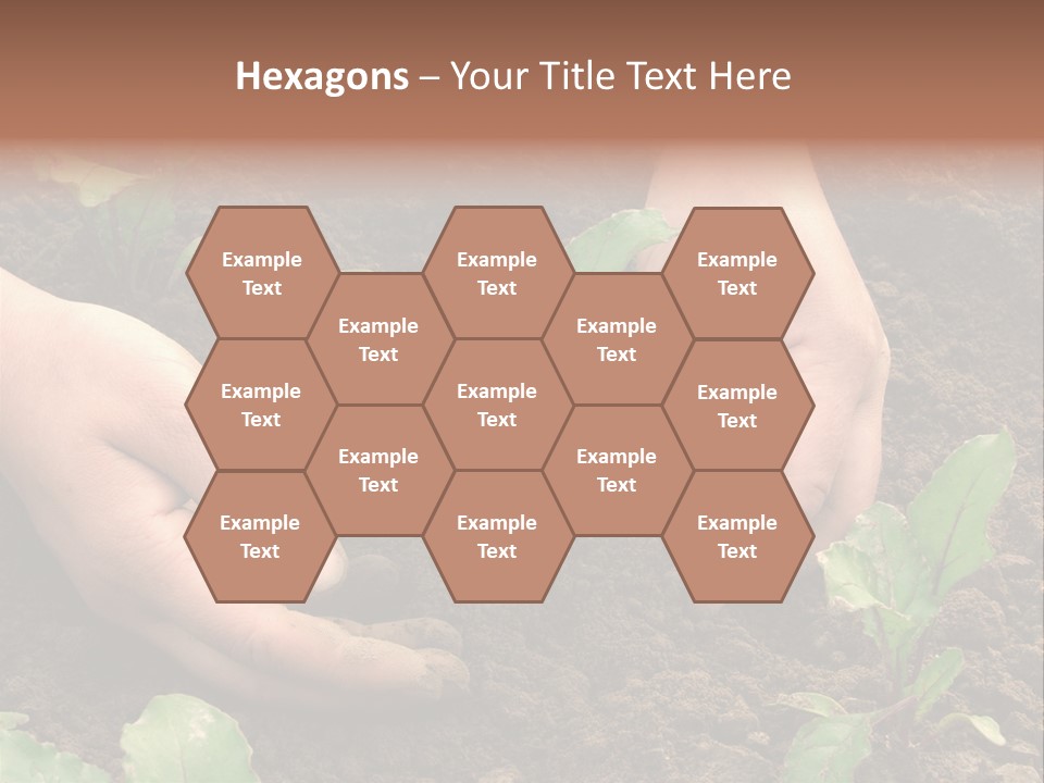 Woman Hands Earthing Beetroot Sprouts Closeup PowerPoint Template