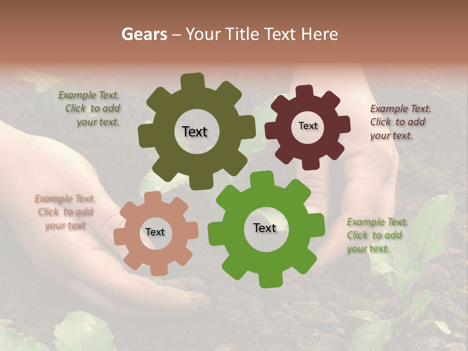 Woman Hands Earthing Beetroot Sprouts Closeup PowerPoint Template