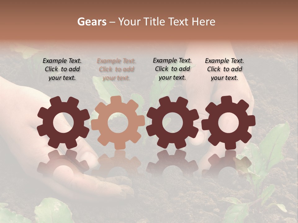 Woman Hands Earthing Beetroot Sprouts Closeup PowerPoint Template