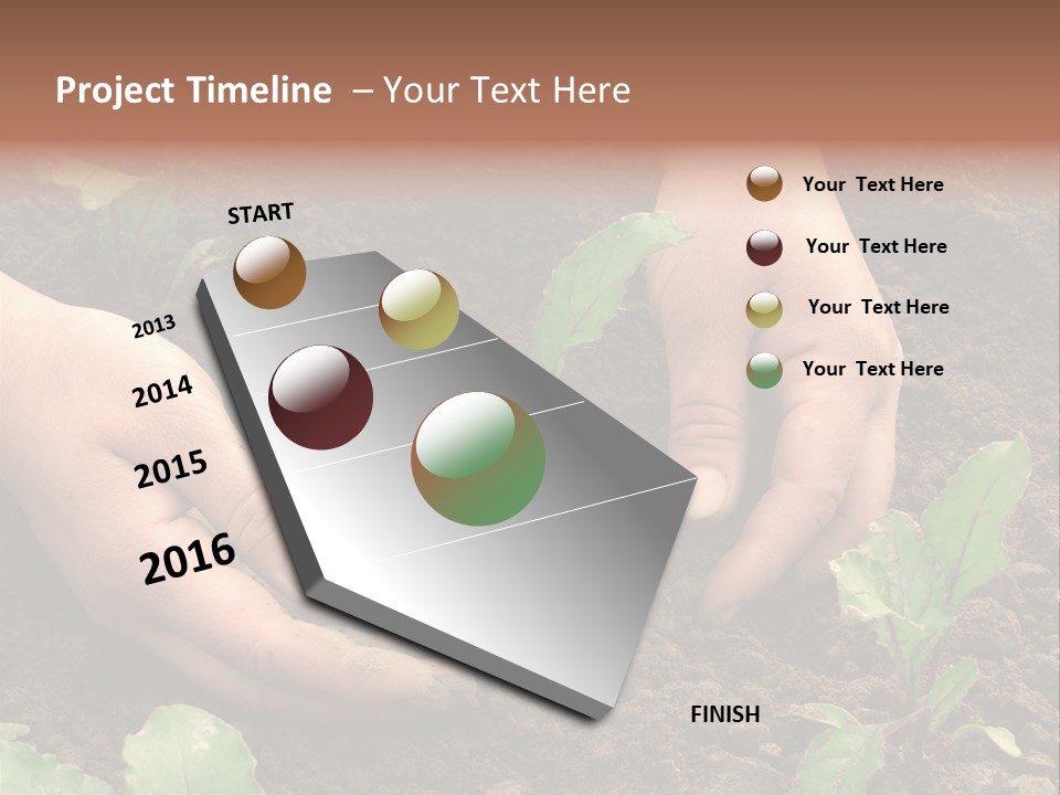 Woman Hands Earthing Beetroot Sprouts Closeup PowerPoint Template