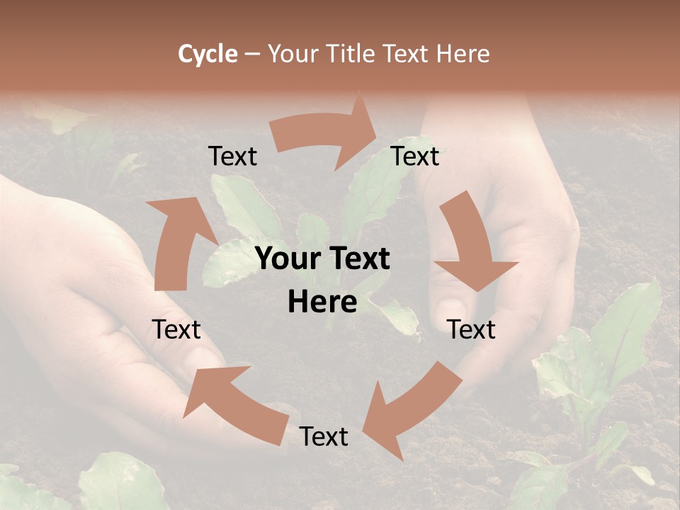 Woman Hands Earthing Beetroot Sprouts Closeup PowerPoint Template