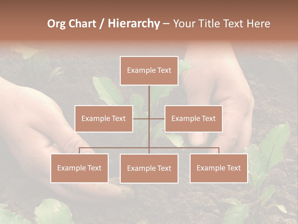 Woman Hands Earthing Beetroot Sprouts Closeup PowerPoint Template