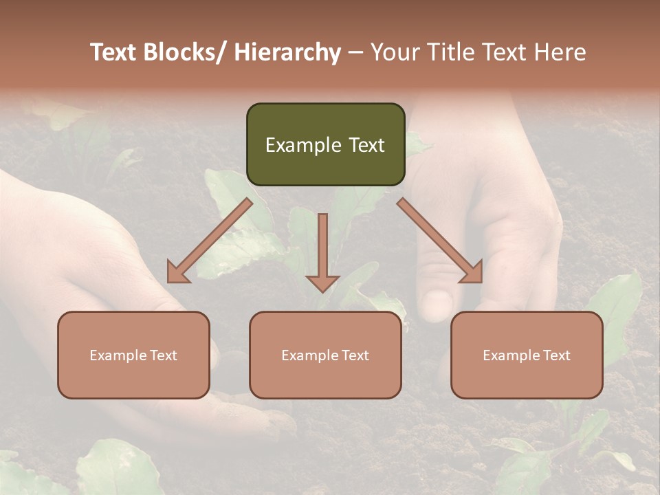 Woman Hands Earthing Beetroot Sprouts Closeup PowerPoint Template