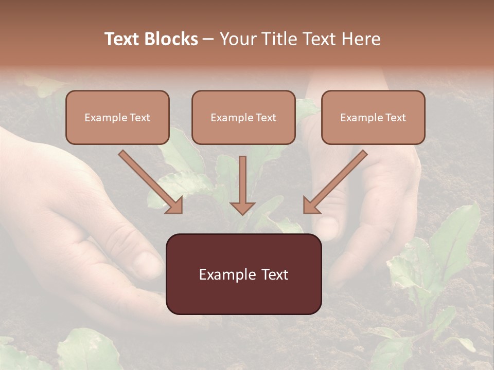 Woman Hands Earthing Beetroot Sprouts Closeup PowerPoint Template