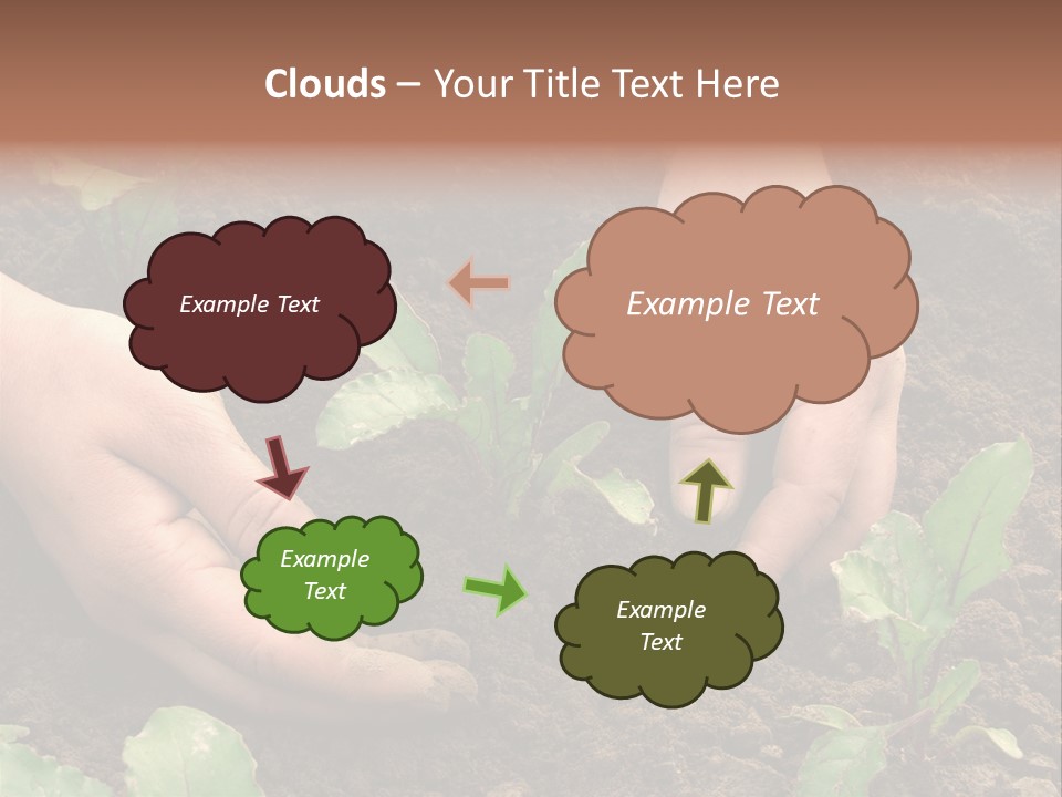 Woman Hands Earthing Beetroot Sprouts Closeup PowerPoint Template